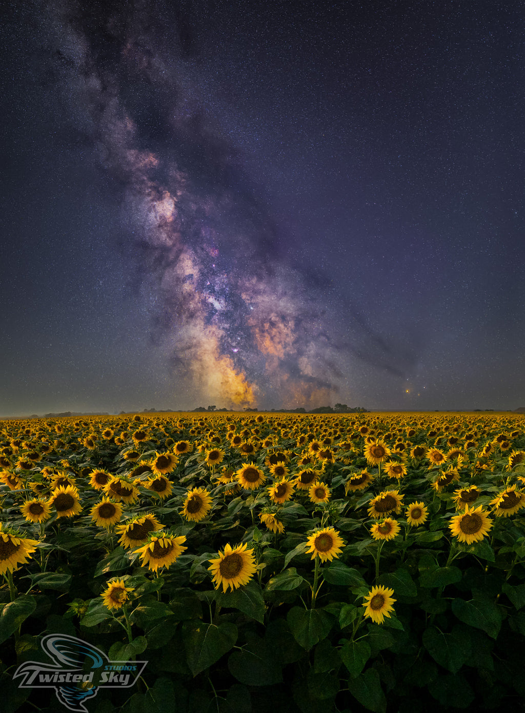 FlowersMW (1) (1).jpg
